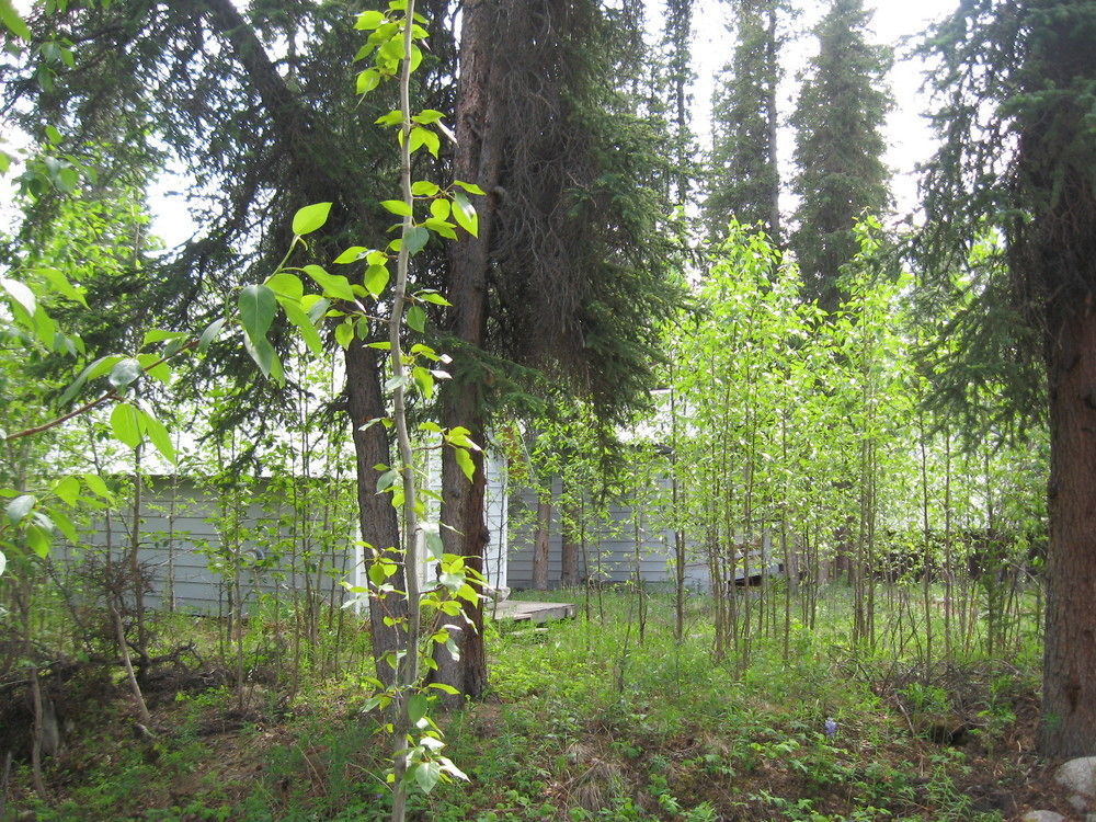 The Perch Resort Denali Park Ngoại thất bức ảnh