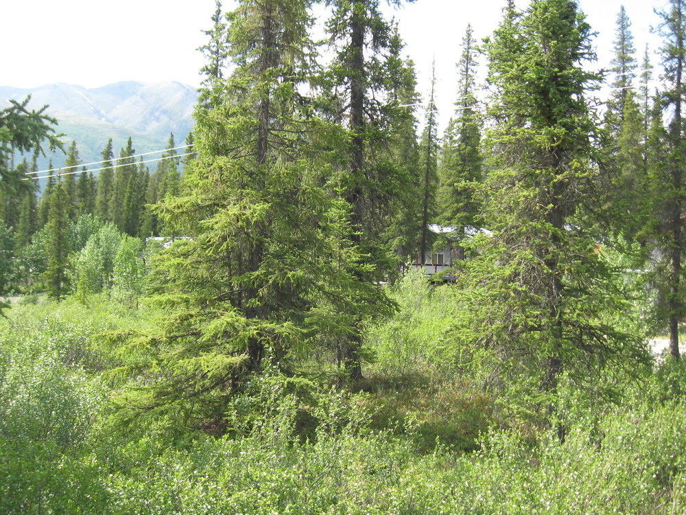 The Perch Resort Denali Park Ngoại thất bức ảnh
